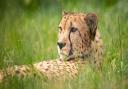 Shaka the cheetah has died at the age of 12