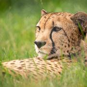 Shaka the cheetah has died at the age of 12