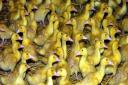 35,000 ducks at a poultry farm near Redgrave in Suffolk are to be culled due to a bird flu outbreak (file photo)