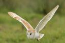 An owl flying out in the early evening light, Norfolk.