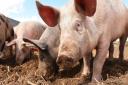 The UK's first human case of a new strain of swine flu was confirmed by UKHSA