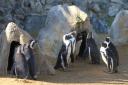 Penguins in their new cove enclosure at Banham Zoo