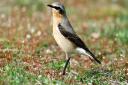 A wheatear. Picture: Courtesy of Claire Appleby