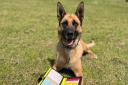 Police dog Hera was part of the team who found the child
