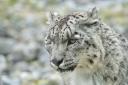 Banham Zoo's snow leopard Enif has been put down at the age of 18