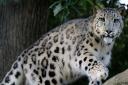 Banham Zoo is soon to open its doors to male snow leopard Shen from The Big Cat Sanctuary
