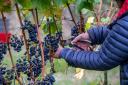 The 2023 grape harvest at Chet Valley Vineyard in Bergh Apton, near Loddon