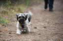 Here are seven of the best Norfolk walks with a dog-friendly pub pit stop