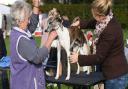 The first Dickleburgh Dog Show welcomed 126 dogs who competed across 20 classes.