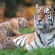 Banham Zoo is offering a £10 entrance fee as part of celebrations for Love Your Zoo week and the Queen's Platinum Jubilee