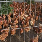 Suffolk Trading Standards has confirmed an outbreak of bird flu in Redgrave