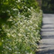 Concerns have been raised over reduced cutting of grass verges.
