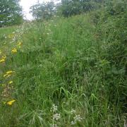 One of the 112 roadside nature reserves in Norfolk. Pic: Norfolk County Council.
