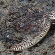 A treasure emerges: The stunning Anglo-Saxon pendant emerges from the Norfolk mud. Picture: Tom Lucking.