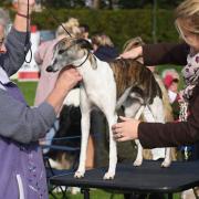 The first Dickleburgh Dog Show welcomed 126 dogs who competed across 20 classes.