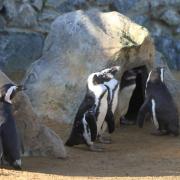 Penguins in their new cove enclosure at Banham Zoo