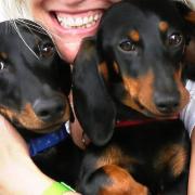 Susie Medland pictured with Rambo and Rose before the tragic accident - the Southwold Sausage Dog Walk are helping to fundraise to help her with the cost of Rose's treatment Picture: SUSIE MEDLAND